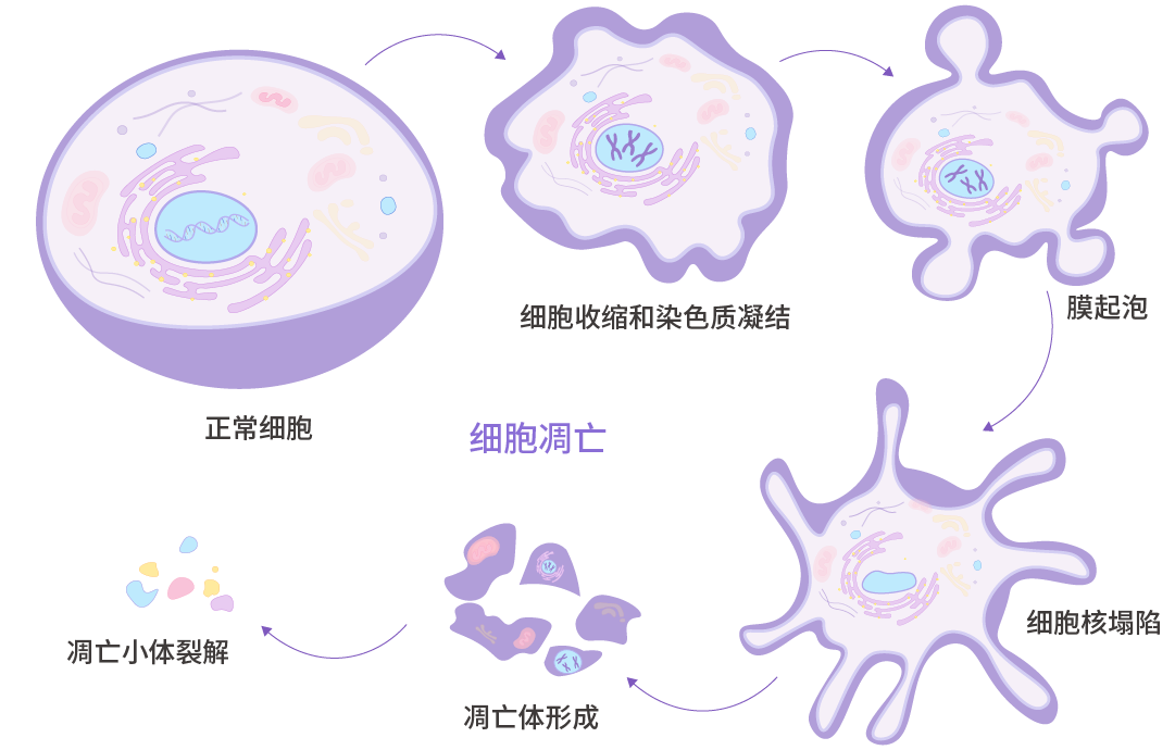 画板 52.png