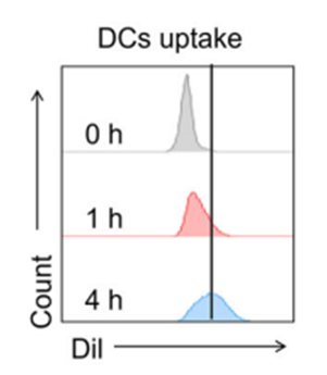 DiI (DiIC18(3)) | 荧光染料 | MCE