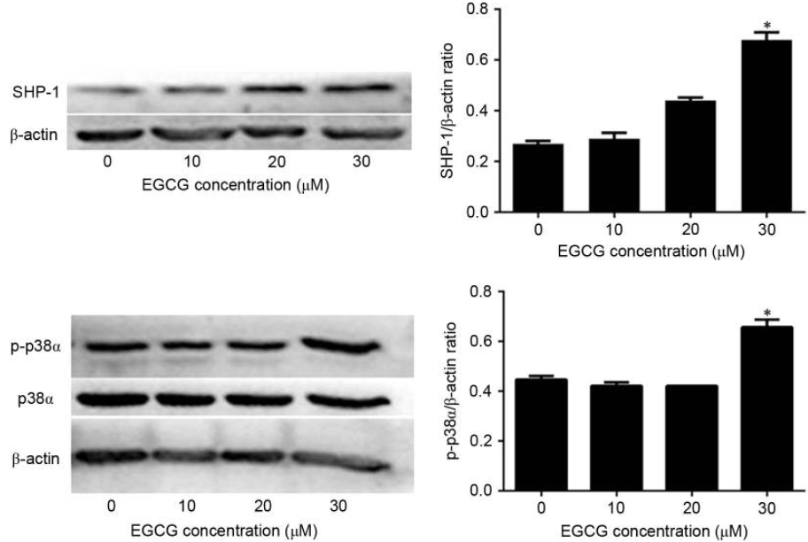 Egpcweb Epigallocatechin Gallate (EGCG) | 抗癌剂 | MCE