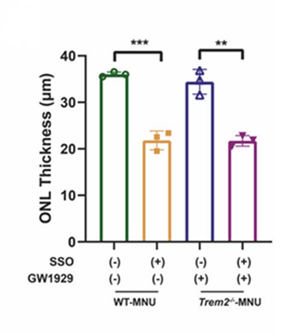 Sso Inhibitor Sulfosuccinimidyl oleate sodium (Sulfo-N-succinimidyl oleate sodium ...