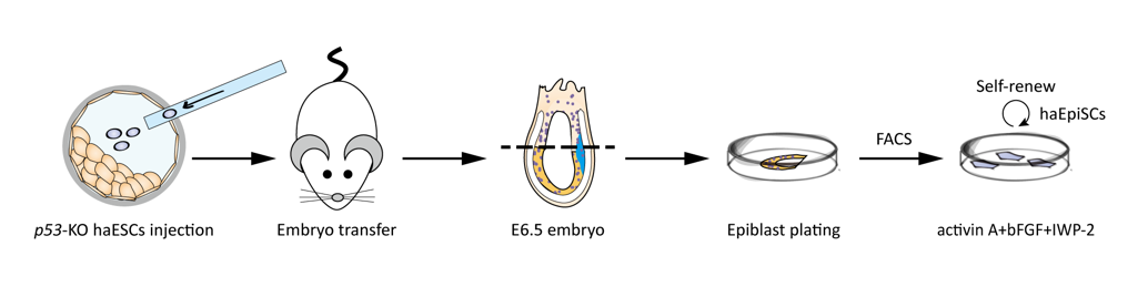 Iwp2 Target IWP-2 | Wnt Production 抑制剂 | MCE
