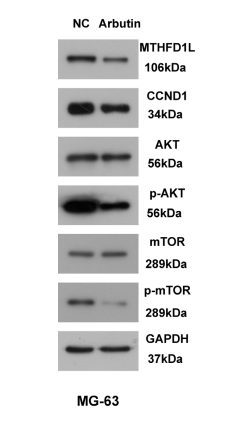 Arbuthnot Lab Code Arbutin (β-Arbutin,熊果苷) - 仅供科研 | 内源性代谢物 | MCE