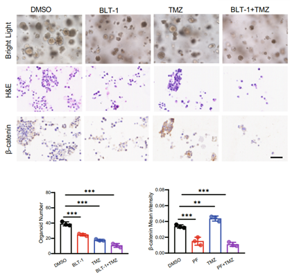 BLT-1 (Block lipid transport-1) | SR-BI 抑制剂 | MCE