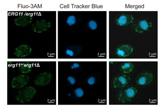 CellTracker Blue CMAC | 荧光染料 | MCE