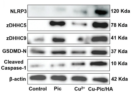 Cleaved-Caspase-1 抗体（Cleaved-Caspase-1 Antibody） | MCE