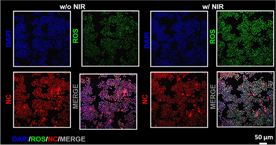 DAPI (4',6-Diamidino-2-phenylindole) | DNA荧光染料 | MCE
