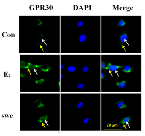 DAPI (4',6-Diamidino-2-phenylindole) | DNA荧光染料 | MCE