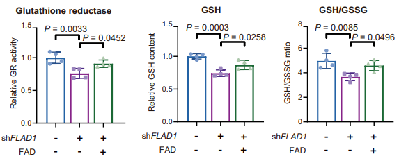 Fadc R2 Flavin adenine dinucleotide (FAD,黄素腺嘌呤二核苷酸) - 仅供科研 | 氧化还原辅因子 | MCE
