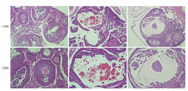 Gip Variant GIP, human (Gastric Inhibitory Peptide (GIP), human,抑胃肽) - 仅供科研 ...