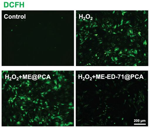 H2DCFDA (DCFH-DA) | ROS检测荧光探针 | MCE