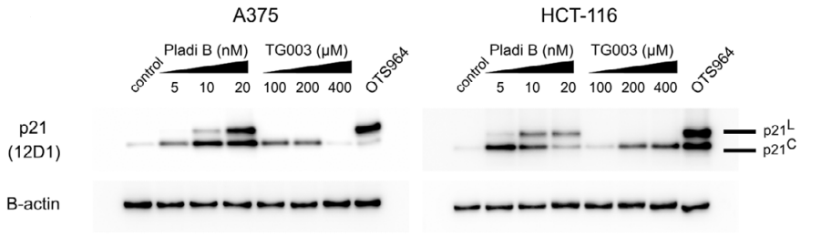 Pladienolide B | Splicing 抑制剂 | MCE