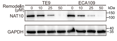 Remodelin Remodelin hydrobromide | NAT10 抑制剂 | MCE