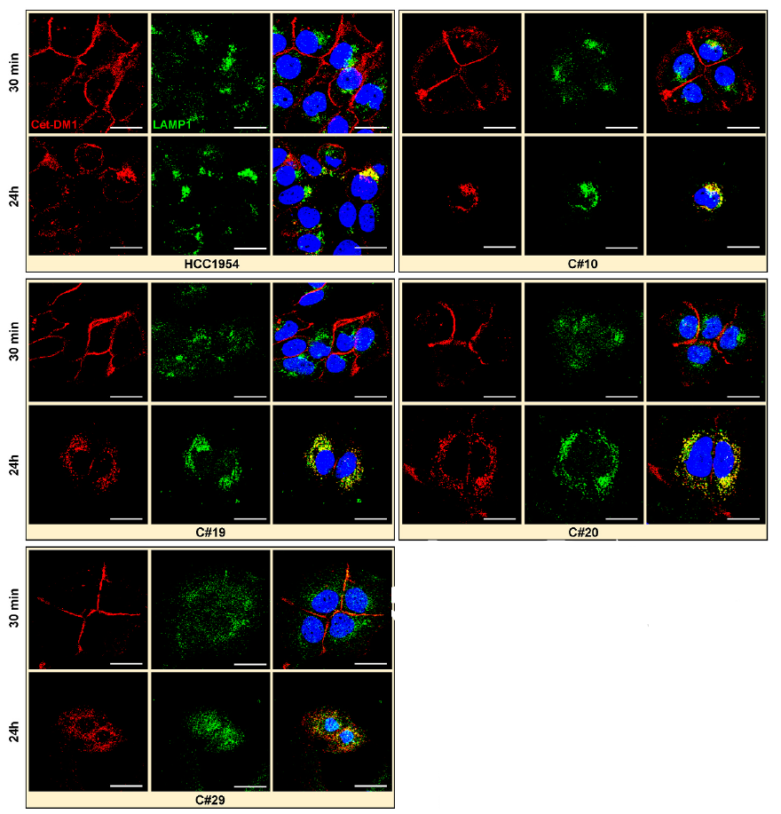 Smcc SMCC-DM1 (DM1-SMCC) | Drug-Linker Conjugate for ADC | MCE