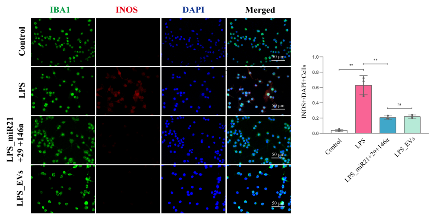 iNOS 抗体（iNOS Antibody） | MCE