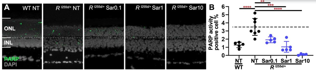 Saruparib (AZD5305) | PARP抑制剂 | MCE